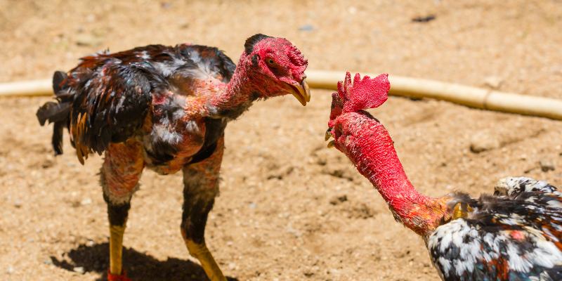 Chơi an toàn, hiểu đúng luật khi tham gia cá cược chọi kê