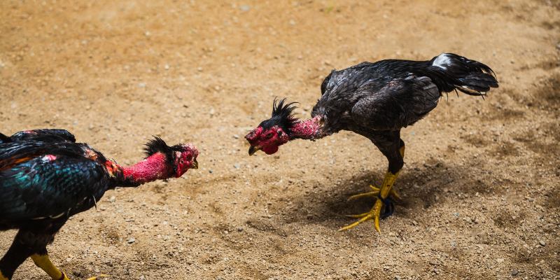 Giải mã lý do đá gà Thomo 67 luôn thu hút cộng đồng hội viên