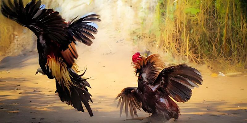 Giải mã sức hút mạnh mẽ của đá gà trực tuyến hiện nay