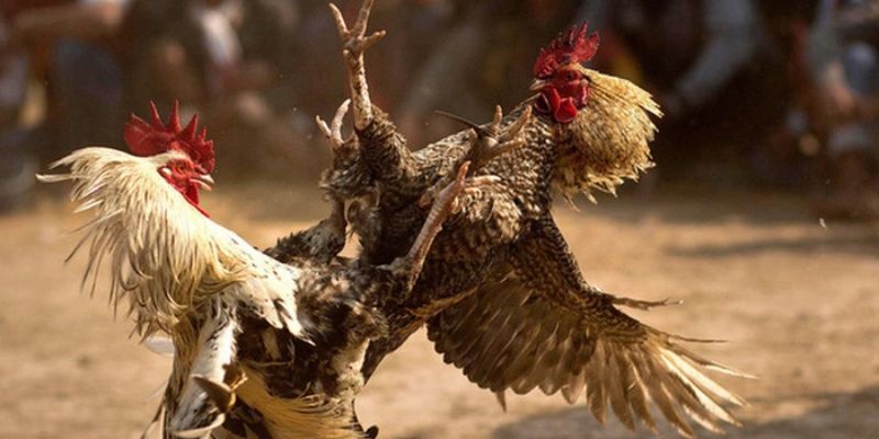 Kịch tính từng đòn đá, đảo chiều phút chót trận đá gà 24 tỷ