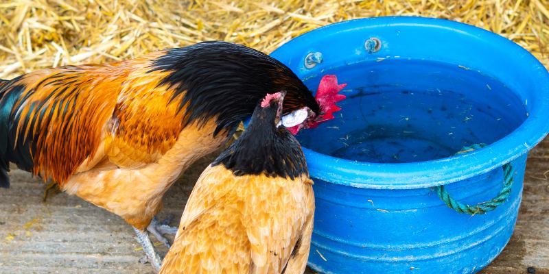 Kỹ Thuật Nuôi Gà Đá – Bí Quyết Bách Chiến Bách Thắng