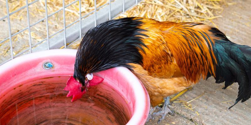 Nắm vững kỹ thuật nuôi gà đá chuẩn từ những bậc thầy