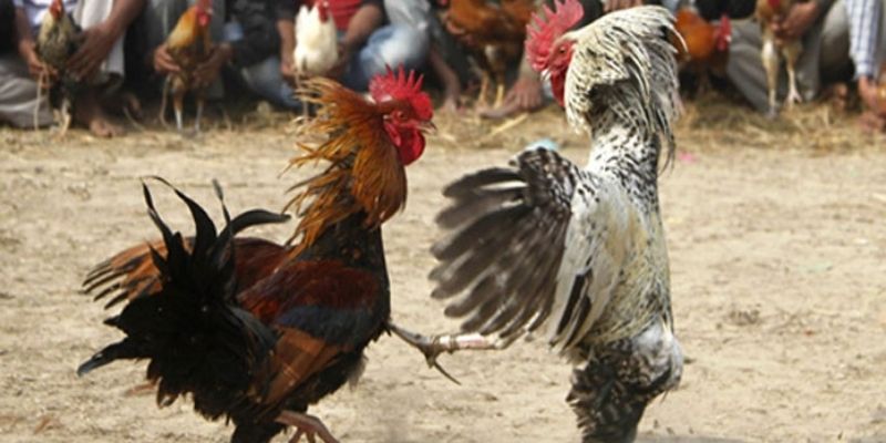 Quy trình của trận chọi kê trực tiếp